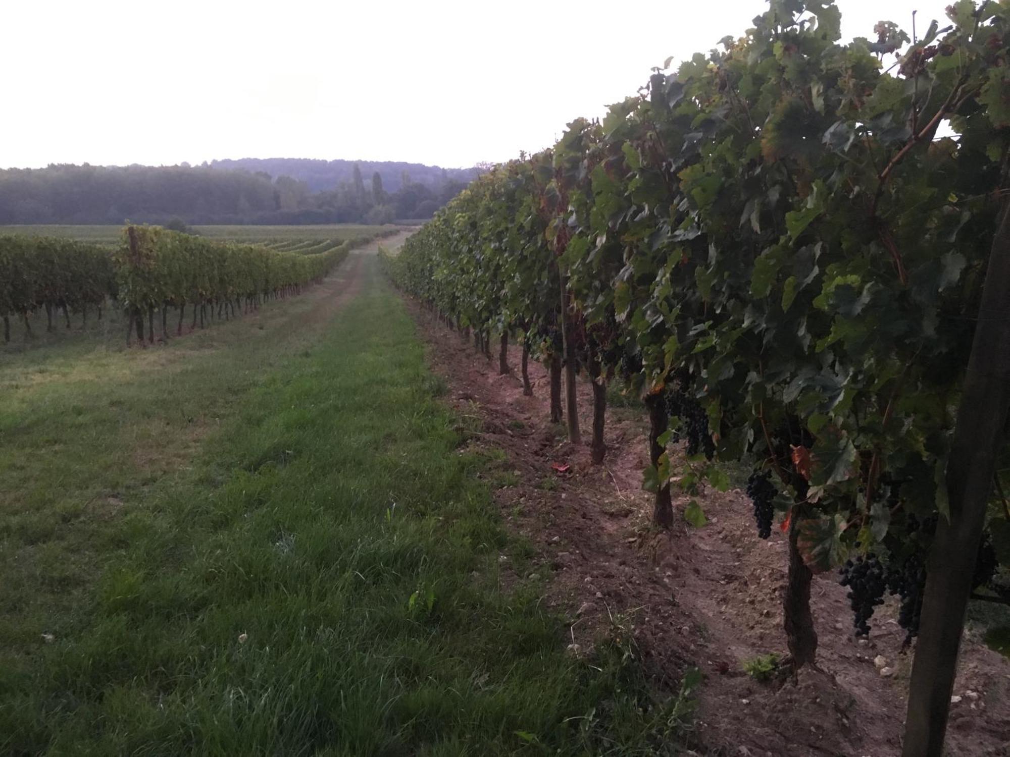 Chateau Le Noble Winery Near St Emilion Villa Saint-Germain-du-Puch Exterior foto